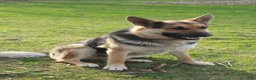 German Shepherd dogs for sale: Bear - Ad 33