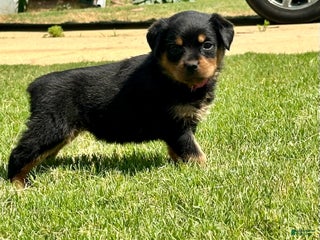 Rottweiler dogs - Ad 26