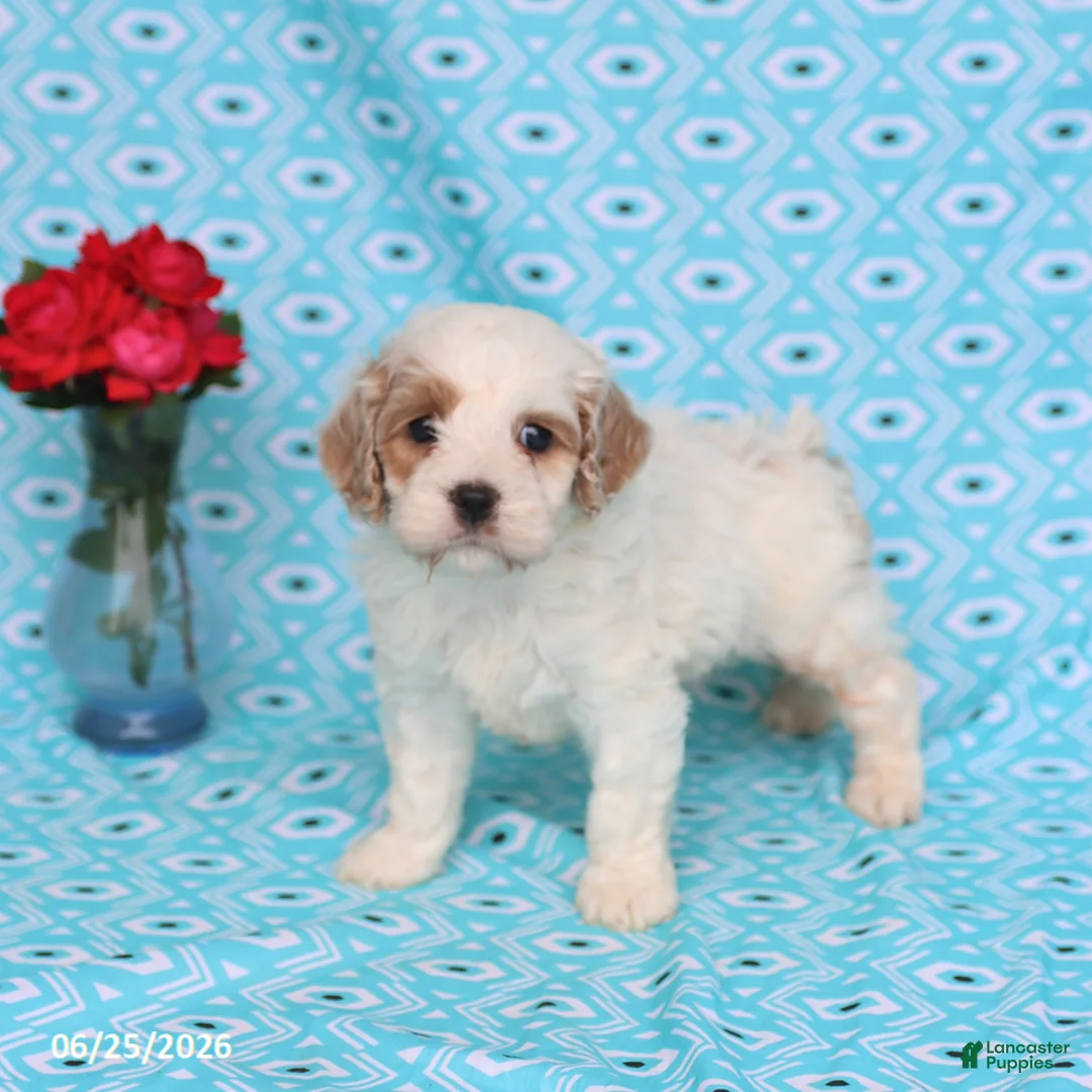 Cockapoo dogs for sale: Diamond - Ad 5