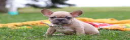 French Bulldog dogs for sale: Layla  - Ad 3