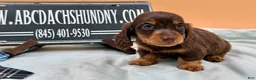 Miniature Dachshund dogs for sale: Miniature Dachshund Puppy 3 - Ad 6