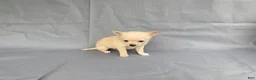 Chihuahua dogs for sale: Milo - Ad 9