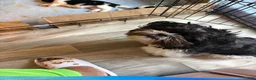 Mixed Breed dogs for sale: Mixed Breed 1 - Ad 3