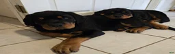 Rottweiler dogs for sale: Rottweiler Puppy 1 - Ad 2