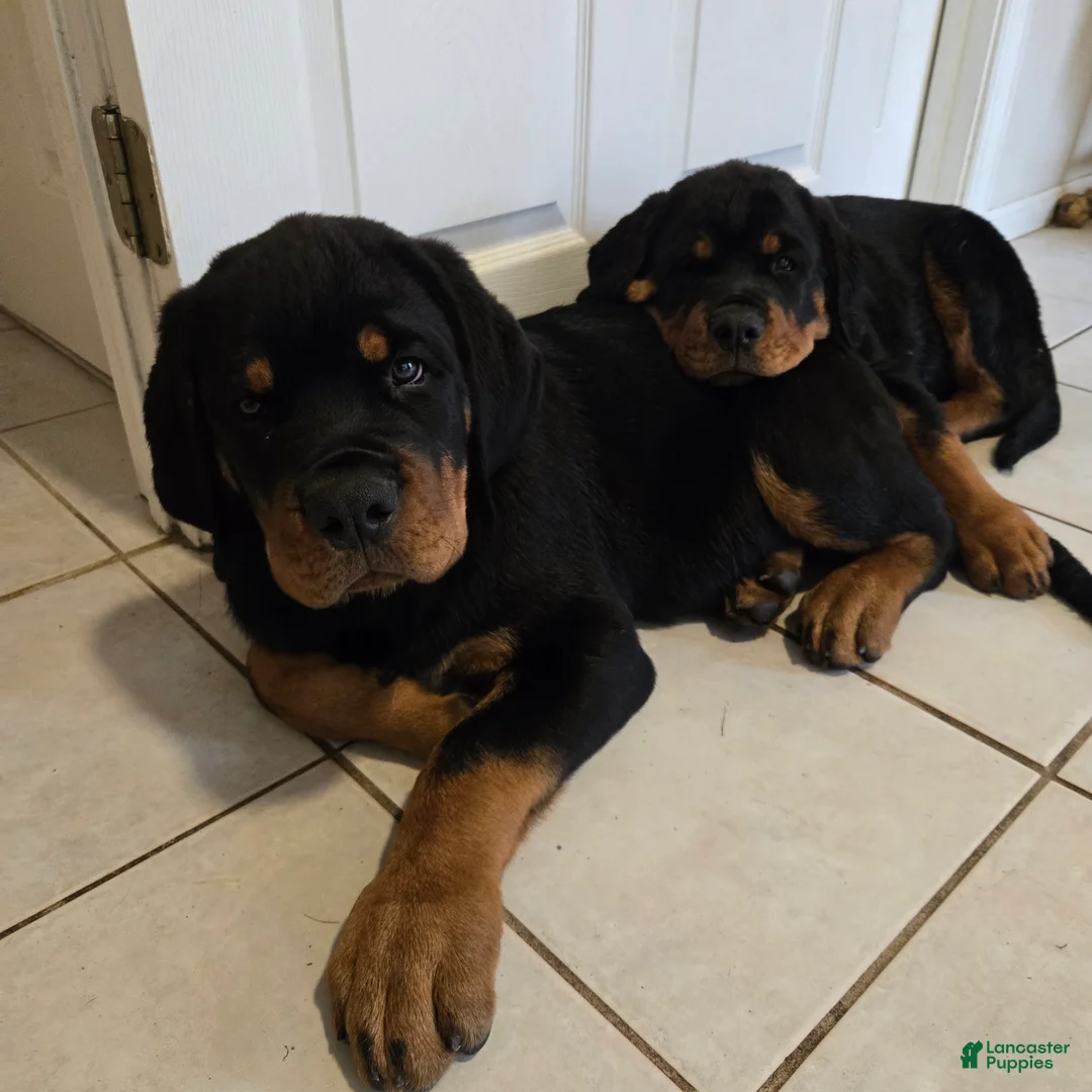 Rottweiler dogs for sale: Rottweiler Puppy 1 - Ad 2