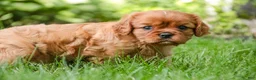 Cavalier King Charles Spaniel dogs for sale: Gemma Cavalier King Charles Spaniel  - Ad 7
