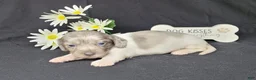 Miniature Dachshund dogs for sale: Celia AKC Dapple pie - Ad 4