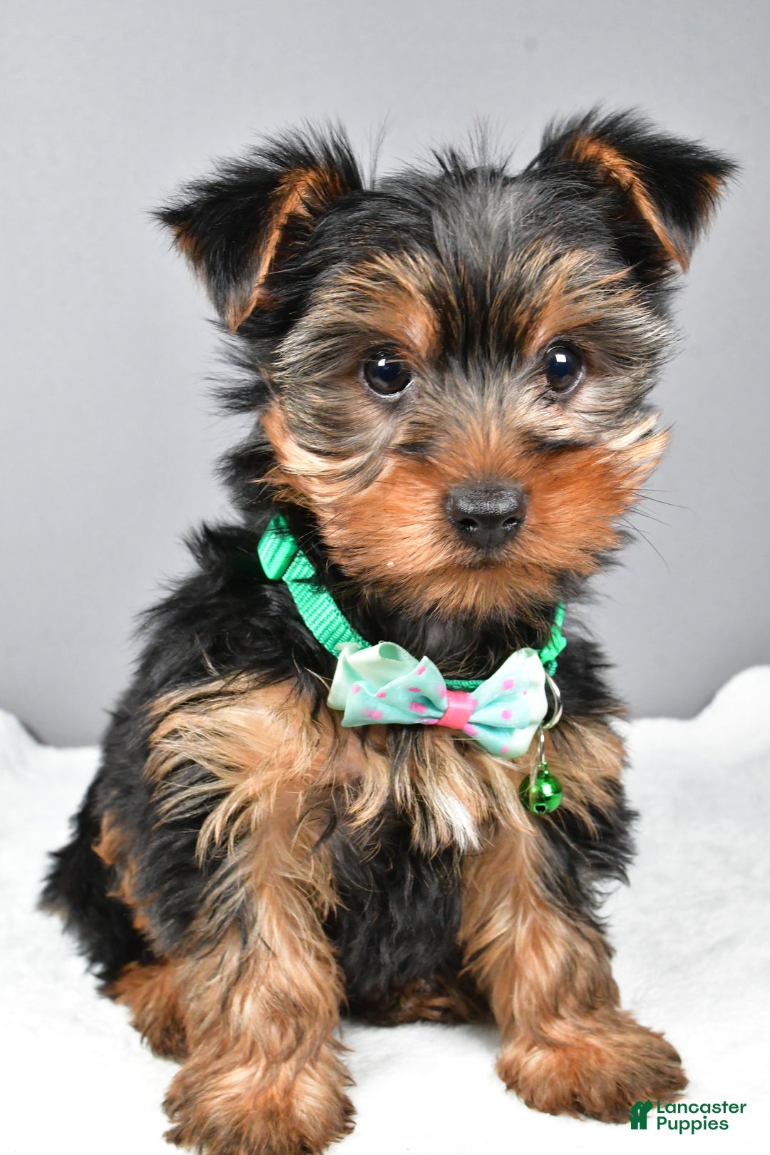 Morkie dogs for sale: Patrick - Ad 7