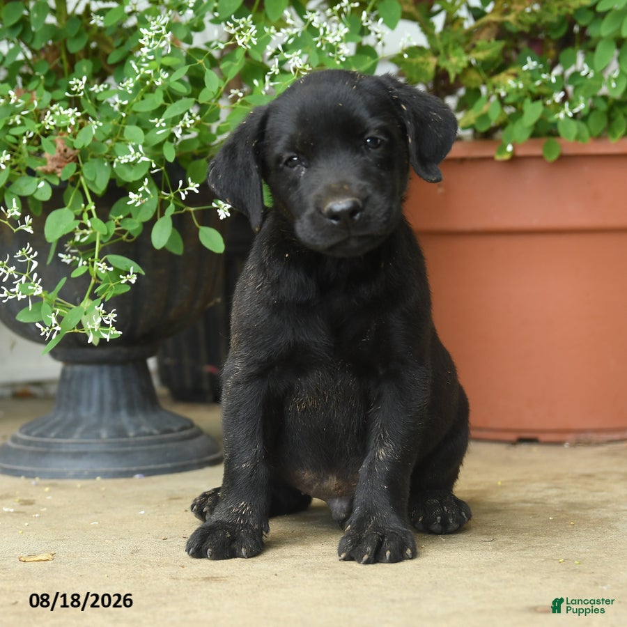 Labrador Retriever dogs Pierce - Ad 1