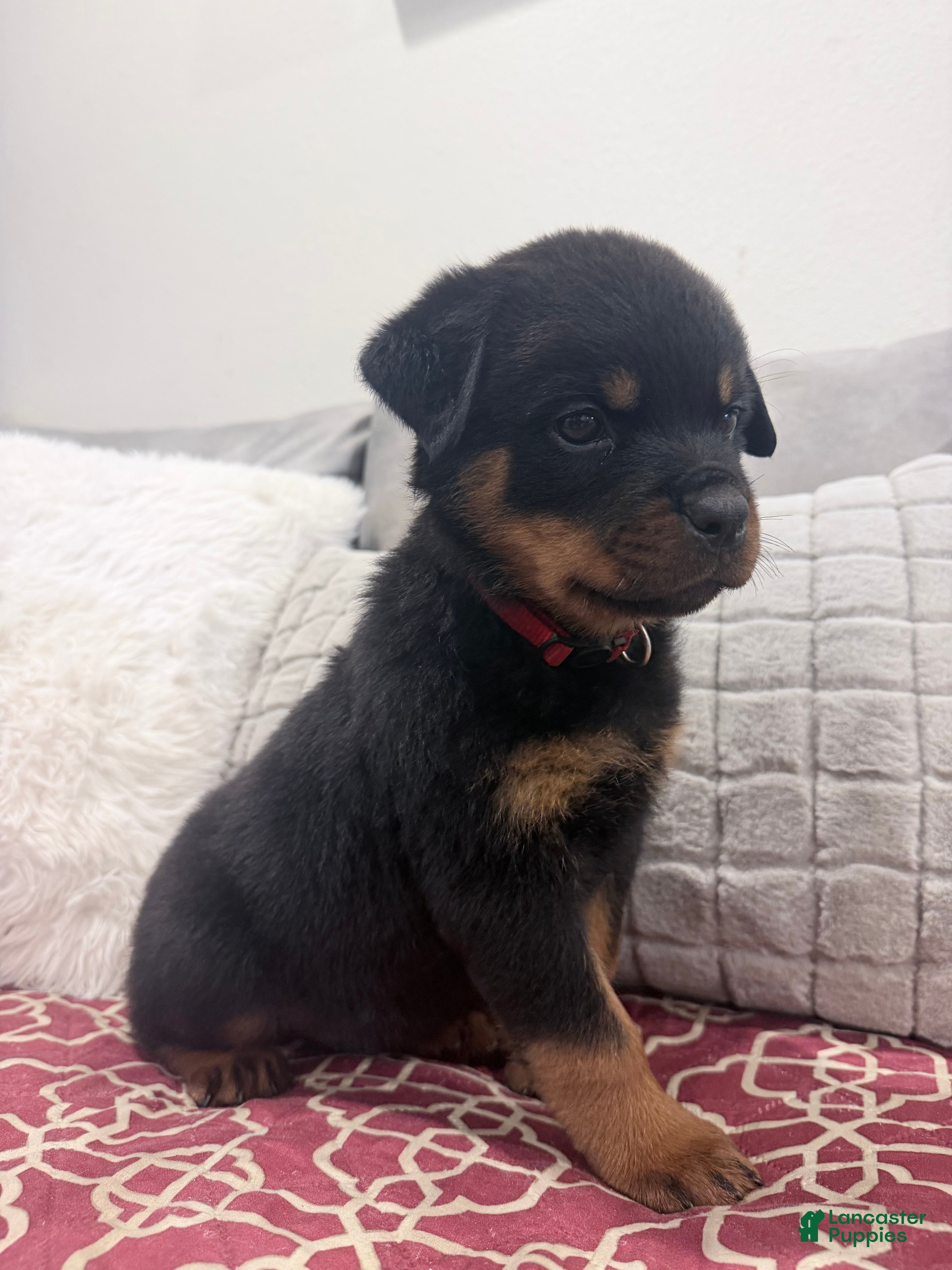 Rottweiler dogs Red collar boy - Ad 1