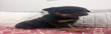 Red collar boy