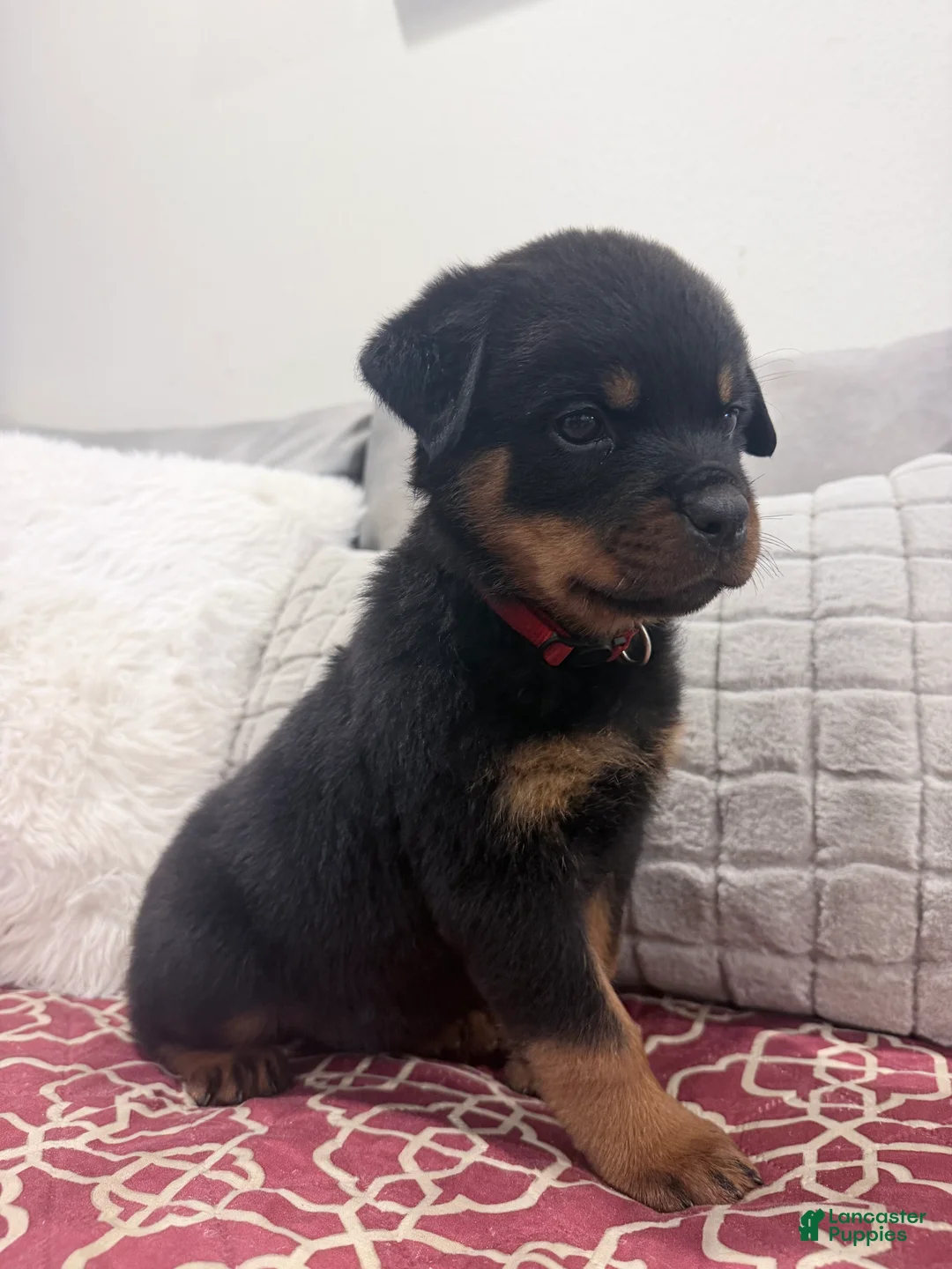 Rottweiler dogs for sale: Red collar boy - Ad 1