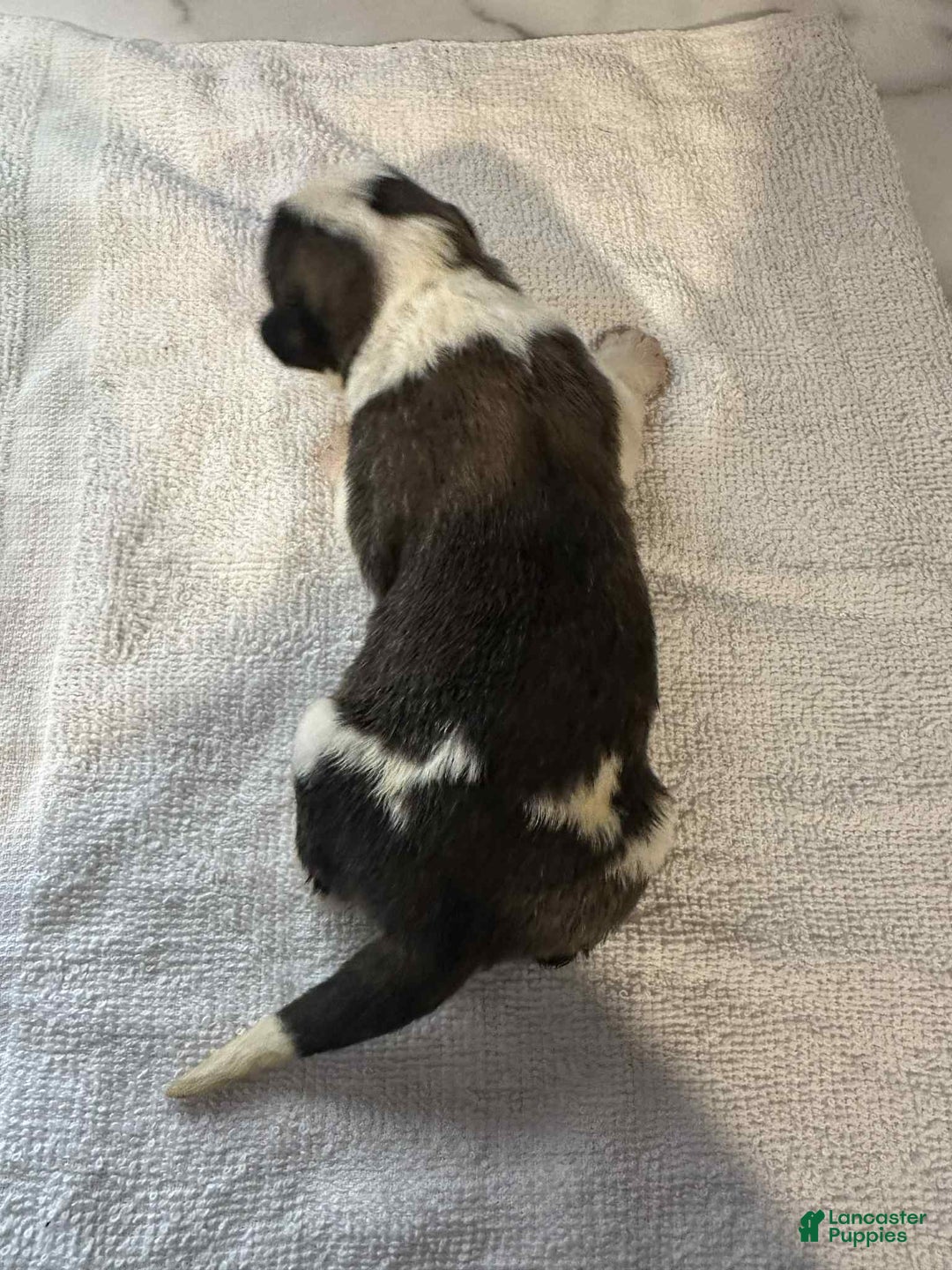 Saint Bernard dogs for sale: Puppy 7 - Ad 1