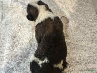 Saint Bernard dogs Puppy 7 - Ad 37