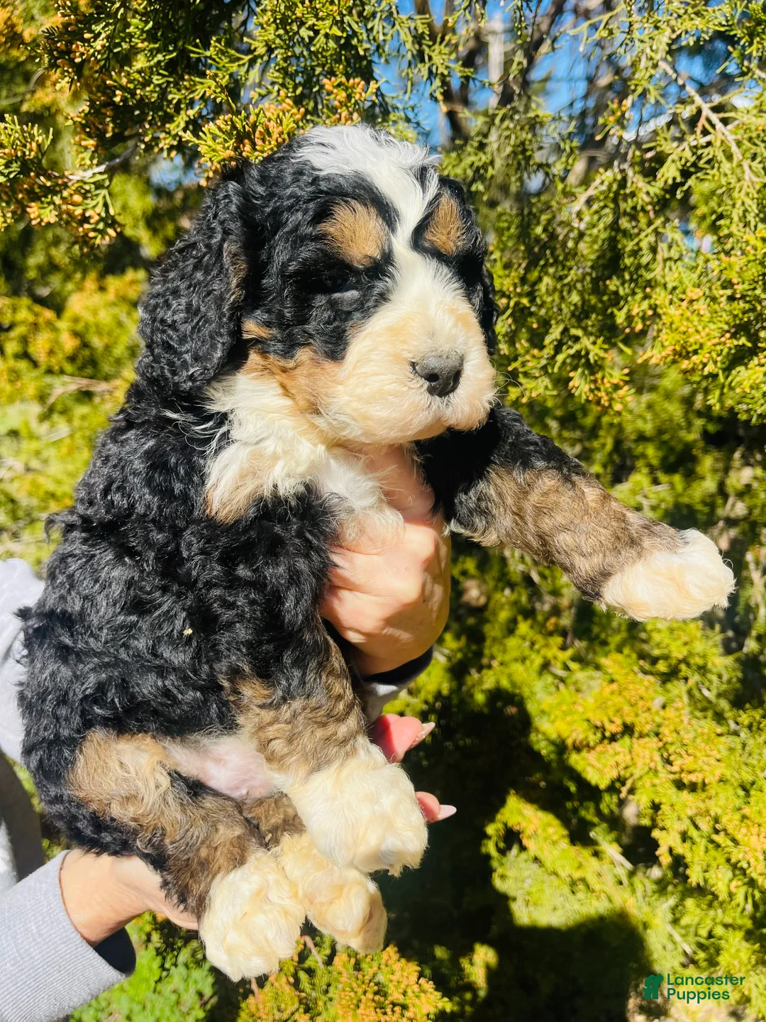 Bernedoodle dogs for sale: Bernedoodle “Jellybean” - Ad 2