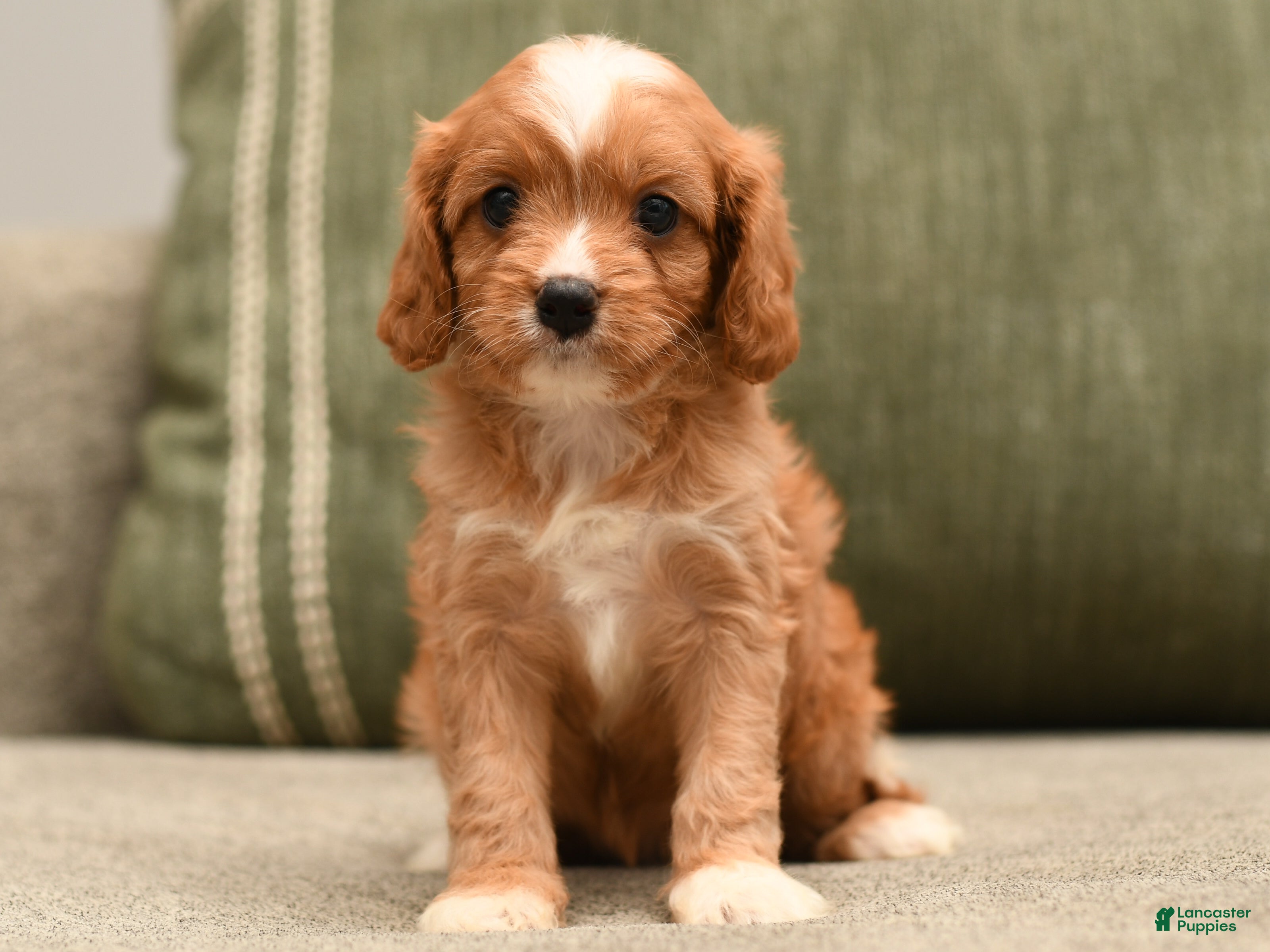 Cavapoo dogs Evelyn  - Ad 1