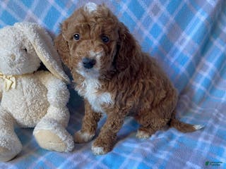 Mini Goldendoodle dogs Carson - Ad 38