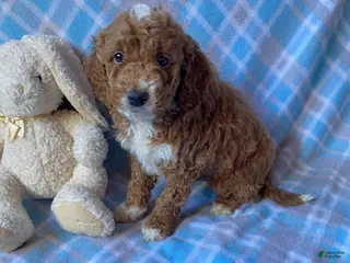 Mini Goldendoodle dogs Carson - Ad 7
