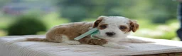 Mini Goldendoodle dogs for sale: December - Ad 18