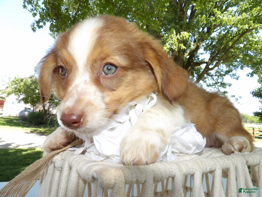 Gallery Image {{count}}