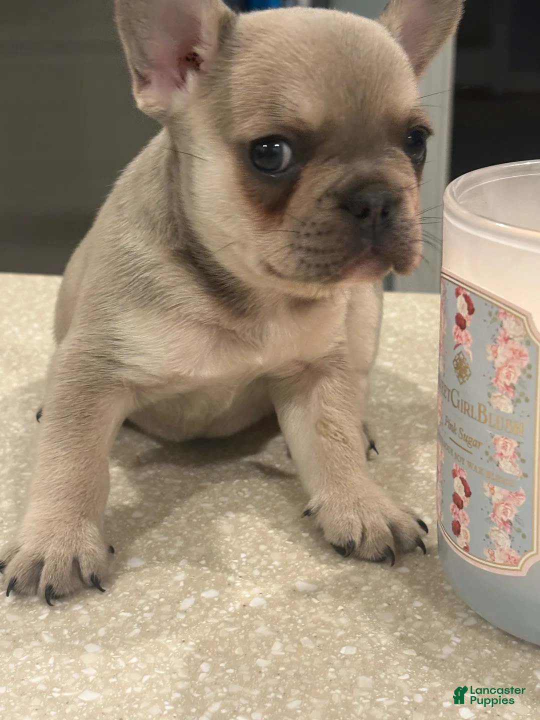 French Bulldog dogs for sale: French Bulldog 2 - Ad 2