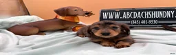 Miniature Dachshund dogs for sale: AKC Russian lh - Ad 9