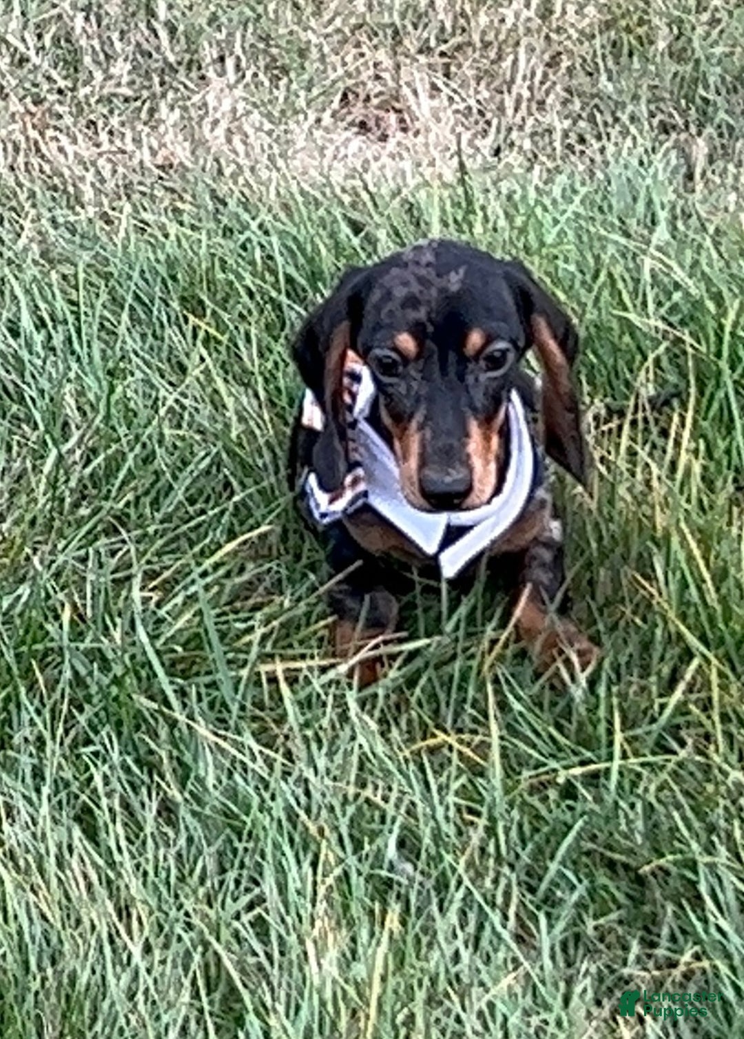 Miniature Dachshund dogs for sale: Pra clear CH Parents AKC  - Ad 13