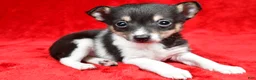 Toy Fox Terrier dogs for sale: Ollie - Ad 1