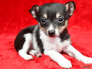 Toy Fox Terrier dogs Ollie - Ad 8