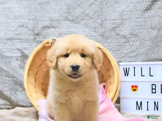 Golden Retriever dogs Lenny - Ad 6