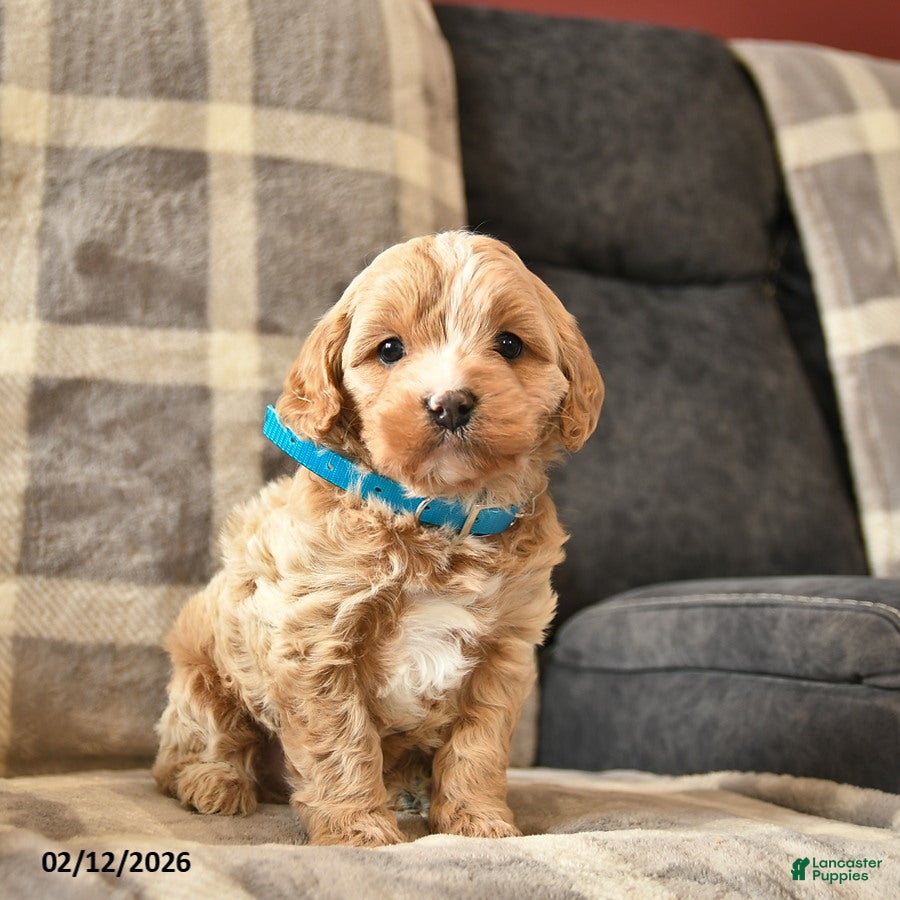 Cavapoo dogs Champ   - Ad 7
