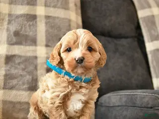 Cavapoo dogs Champ - Ad 7