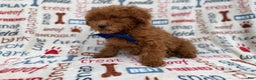 Miniature Poodle dogs for sale: Lego - Ad 4