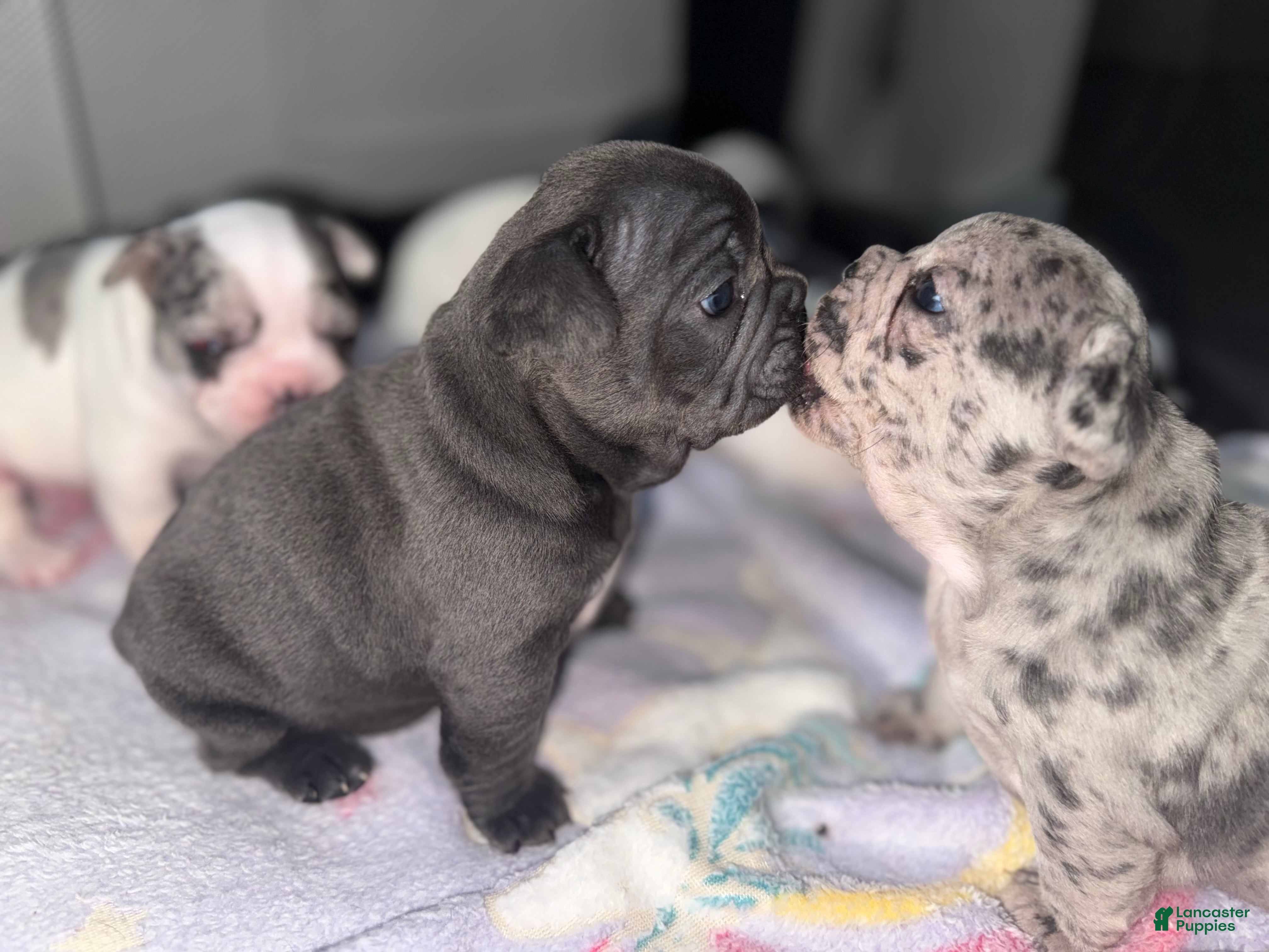 French Bulldog dogs Grizzly - Ad 1