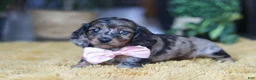 Miniature Dachshund dogs for sale: Strudel - Ad 5