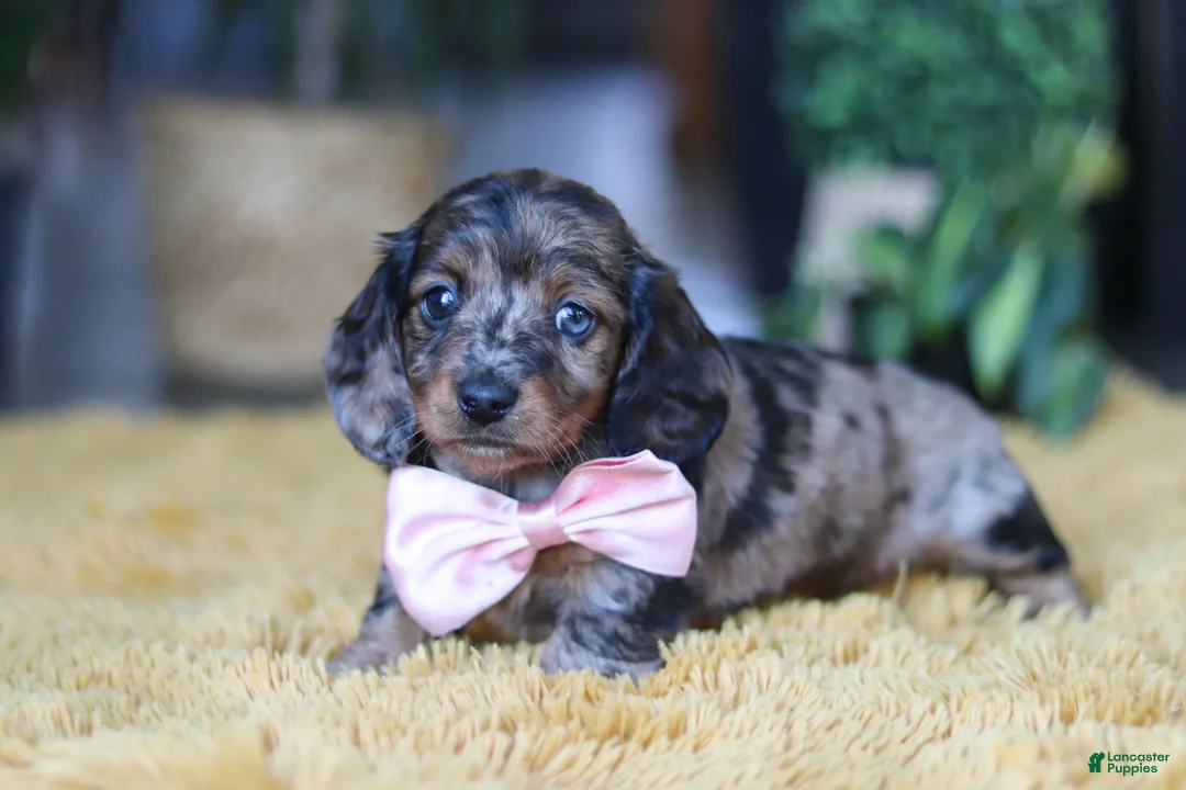 Miniature Dachshund dogs for sale: Strudel - Ad 5