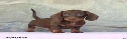 Miniature Dachshund dogs for sale: Waylon - Ad 1