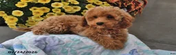 Miniature Poodle dogs for sale: Sage - Ad 4