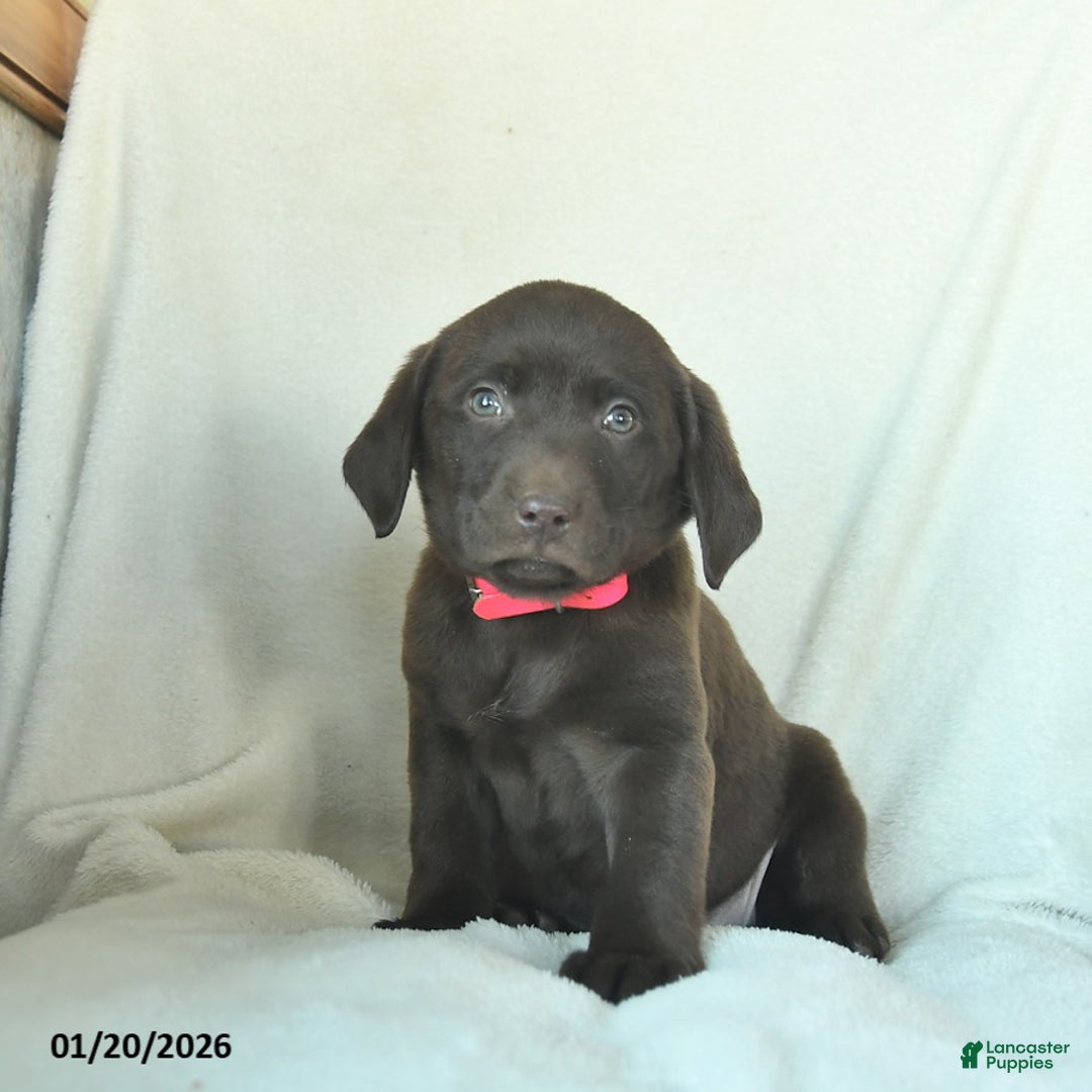Labrador Retriever dogs for sale: Joyce  - Ad 2