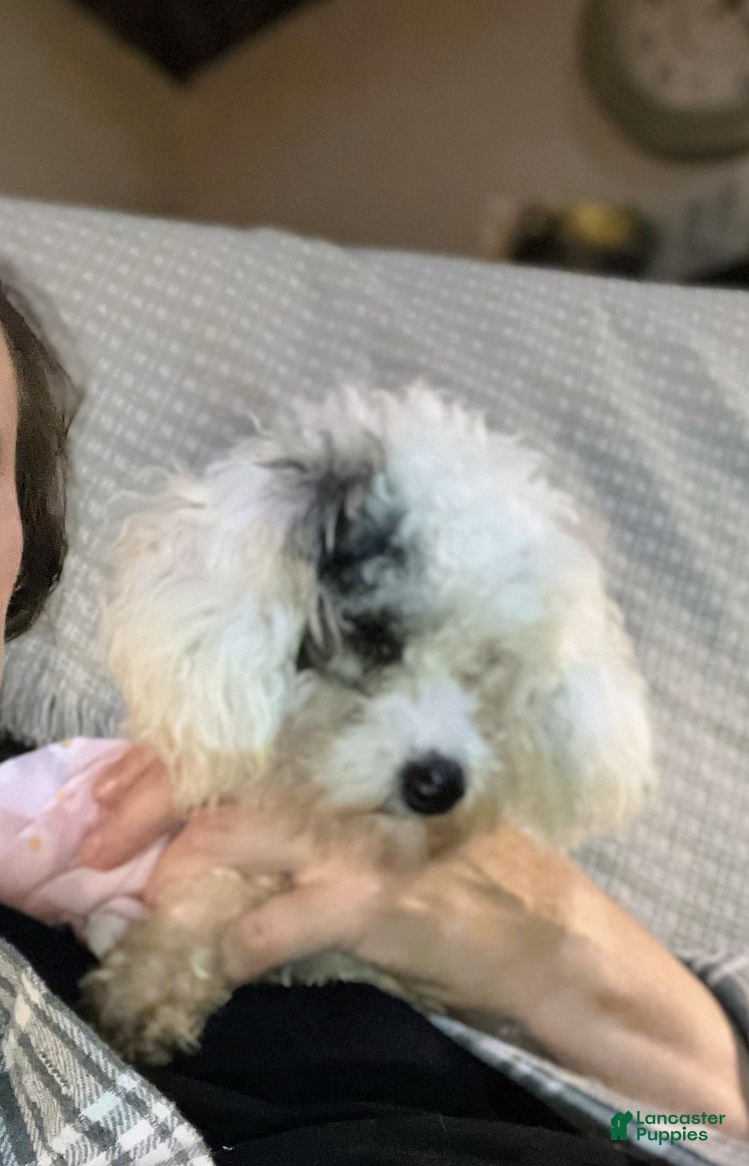 Toy Poodle dogs for sale: Toy Poodle Puppy 1 - Ad 12