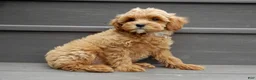 Cavapoo dogs for sale: Harley - Ad 3
