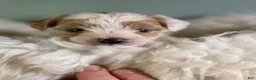 Maltipoo dogs for sale: Mater - Ad 3