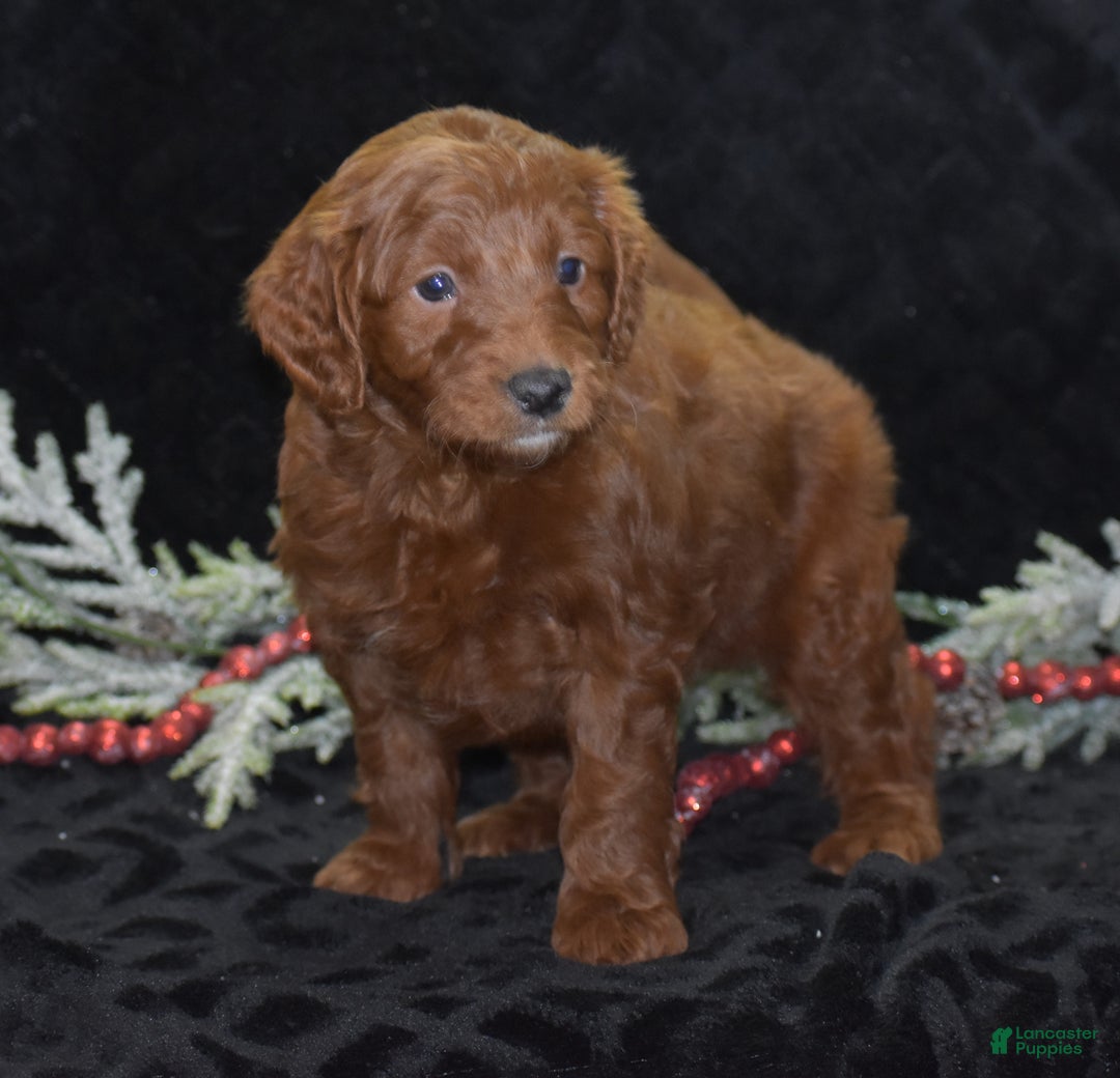 Mini Goldendoodle dogs for sale: Glory - Ad 4
