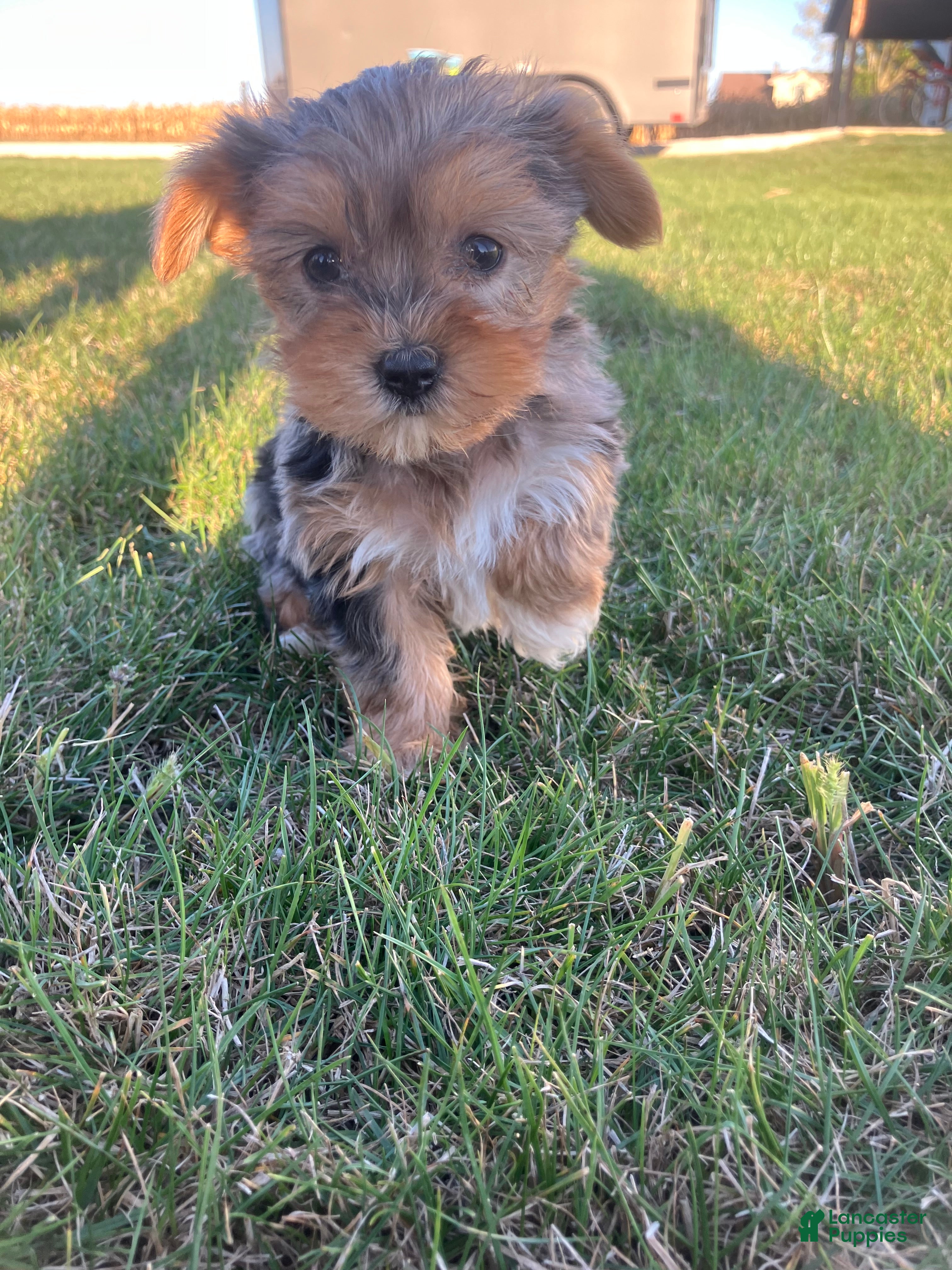 Blue merle Yorkshire Terrier Puppies for sale Lancaster Puppies