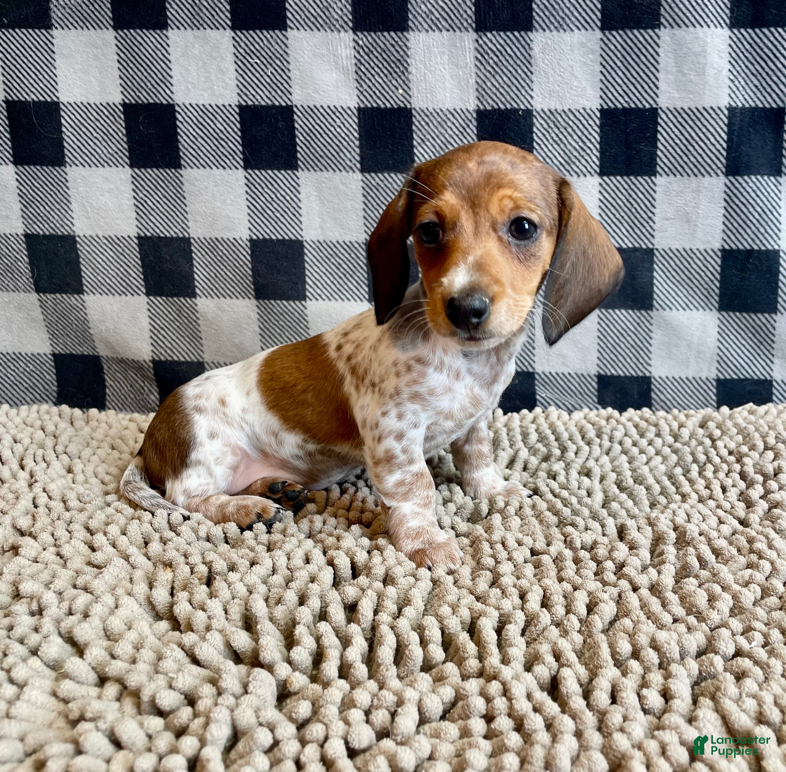 Miniature Dachshund dogs Nellie - Ad 1