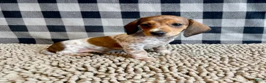Nellie