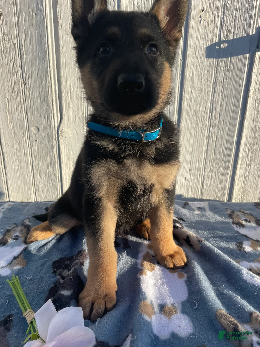 German Shepherd dogs for sale: Maverick - Ad 2