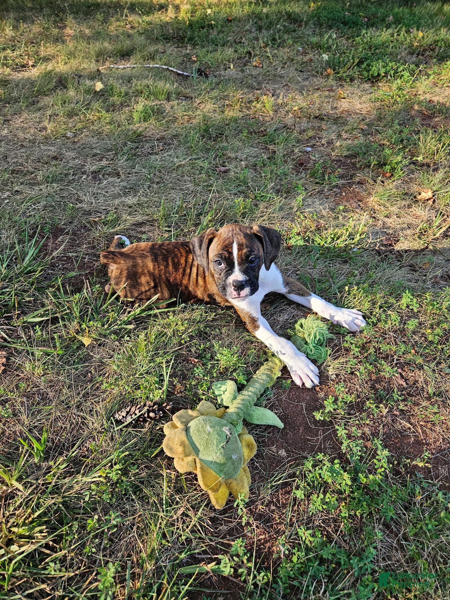 Boxer dogs Boxer 7 - Ad 34