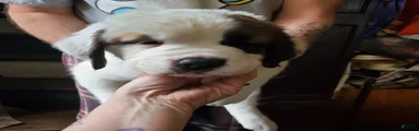 Saint Bernard Puppy 5