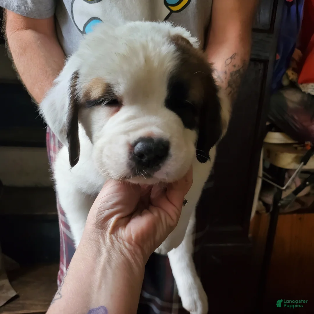 Saint Bernard dogs for sale: Saint Bernard Puppy 5 - Ad 1